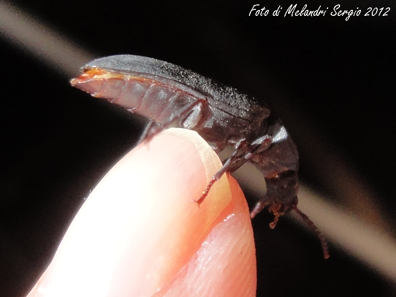 Menephilus cylindricus(?) (Tenebrionidae) - No, Tenebrio sp.